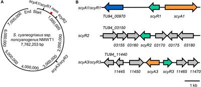 Elucidation of the Activation Pathways of ScyA1/ScyR1, an Aco/ArpA-Like System That Regulates the Expression of Nemadectin and Other Secondary Metabolic Biosynthetic Genes